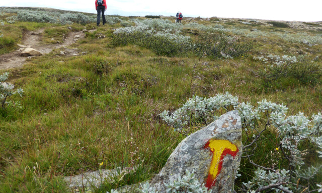 Hardangervidda 20160820. Fjellvandring. Nye merker av turstier, T'er har blitt malt gule oppå det røde.
Foto: Berit Keilen / NTB scanpix